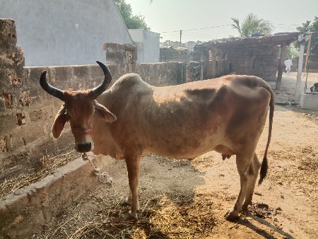 વેચવાની