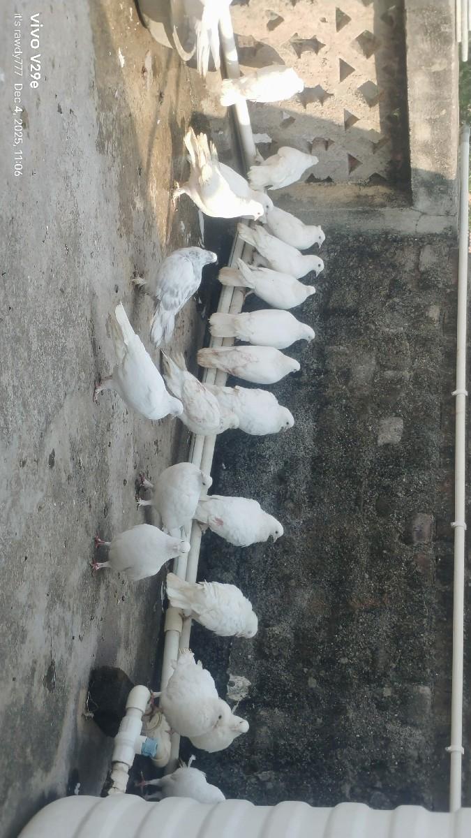 21 kabutar se 
1 nag na 250