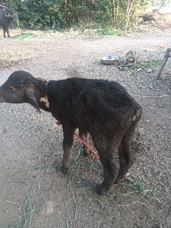 थंबनेल 3