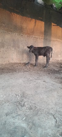 ભેસ વેચાણ સે