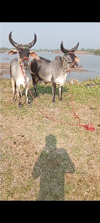 थंबनेल 2