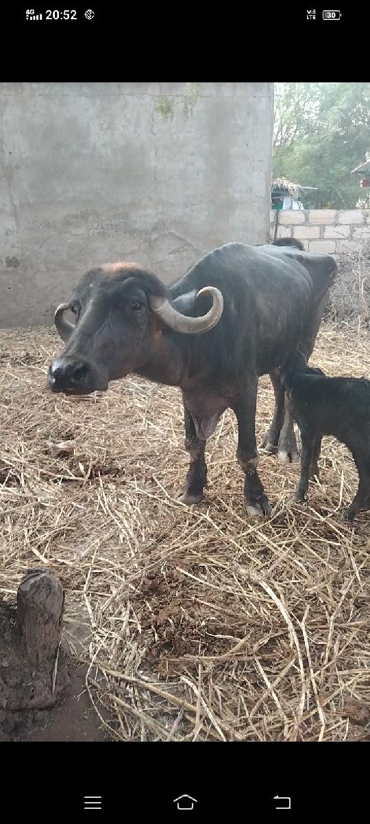 થંબનેલ 3