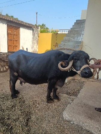 થંબનેલ 3