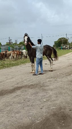 ghodo vechvno che sata kerva na