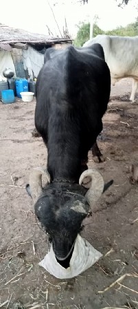 ભેંસ વેચવાની છે