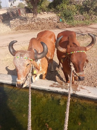 થંબનેલ 2