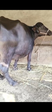 थंबनेल 2