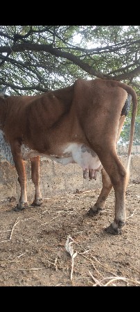 थंबनेल 2