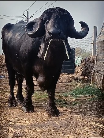 મહિના દિવસની કાચી