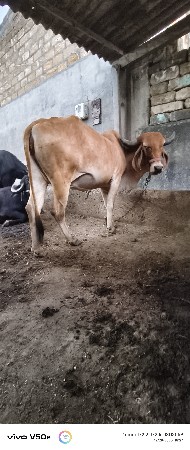 થંબનેલ 3