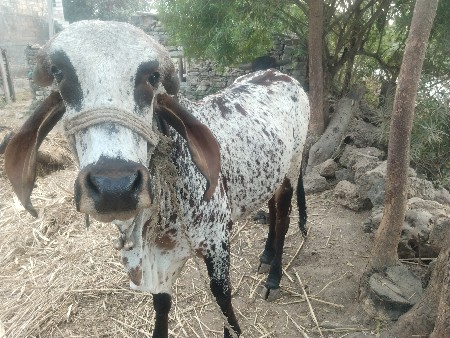 थंबनेल 2