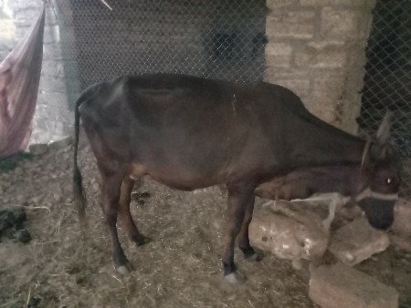 ગીર કોર્સ વોડકી બેમહીનાની