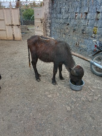 थंबनेल 3