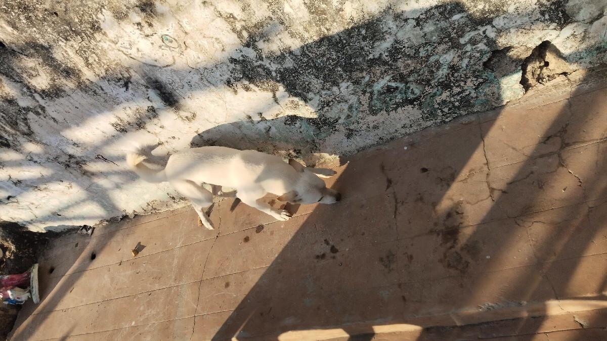 થંબનેલ 3