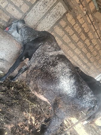 थंबनेल 3