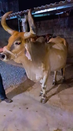 ગાય વેચવાની સે