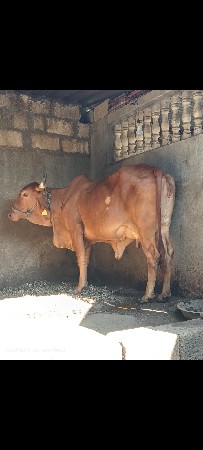 સોન કપીલા ગાય વેચવાની છે