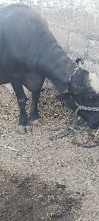 થંબનેલ 3