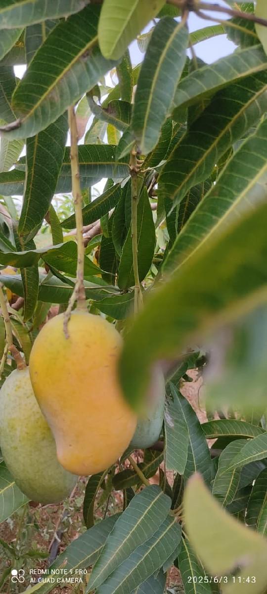 કેસર કેરી નો બગીચો વેચાવ છે