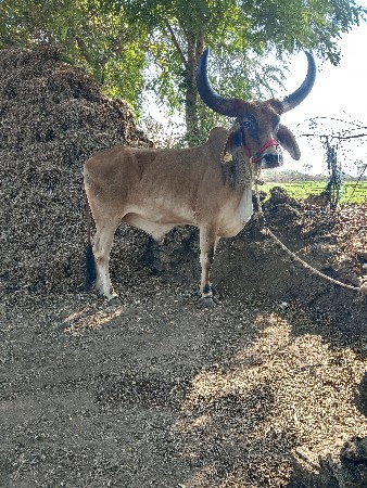 વેચવાનો છે પહેલી વાવણીનો છે