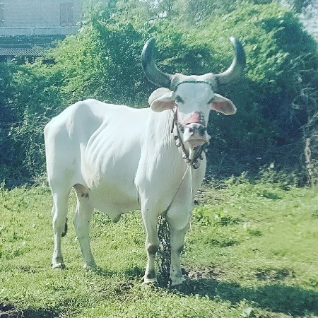 જુનાગઢ જીલ્લો વંથલી તાલુકો રવની ગા