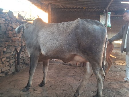 ગાય  વેચવાની છે