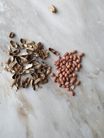 G 20 મગફળી