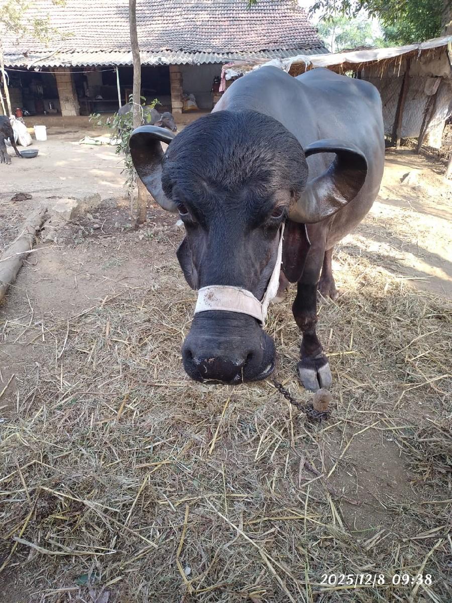 વેસવાની