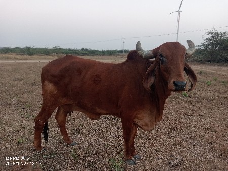 3જો હવે વીહાસે