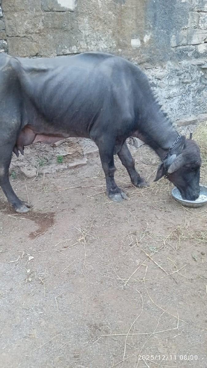 પારેટ  ખડેલી અળધો લીટર દુધ છે