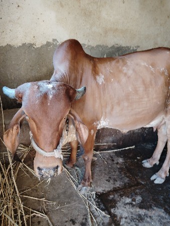 ગાય વેચવાની છે