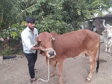 ગાય વેચવાની ગીર ગાય છે