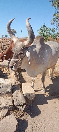 थंबनेल 3