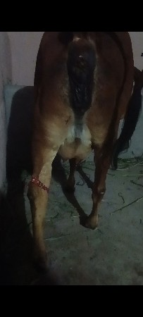 કરપડા જયરાજભાઈ