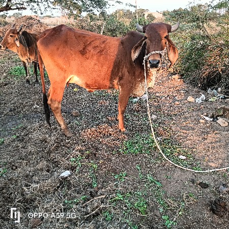 હોડકી વેચવાની છે વીયાસેહવે