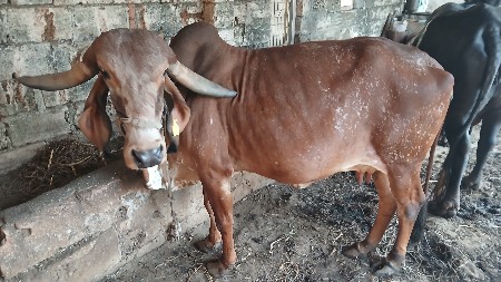 ગાય વેચવાની છે