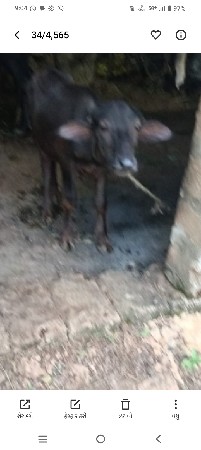 थंबनेल 3