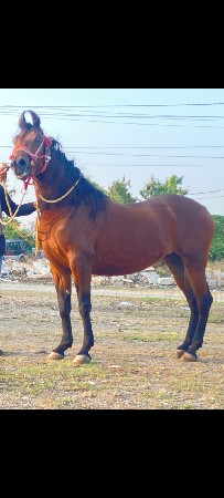 ઘોડી વેચવાની છે