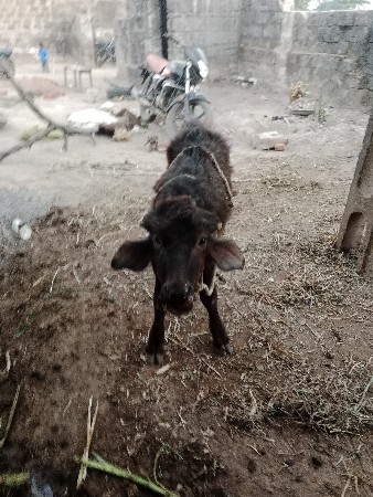 ઓરીજનલ ની પાડી વેચવાની છે