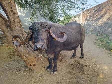 थंबनेल 2