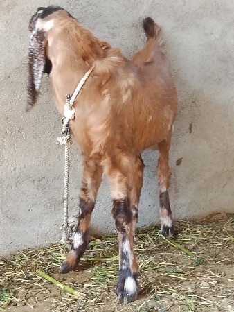 થંબનેલ 3