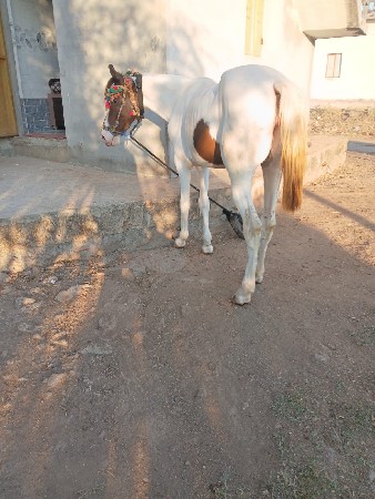 વેચવાની છે