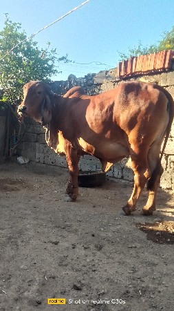 ગીર હોડકી