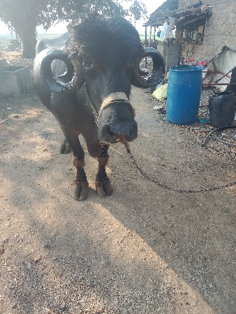 थंबनेल 3