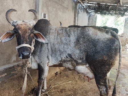 આજે વીરાણી છે વેતર 3 છે