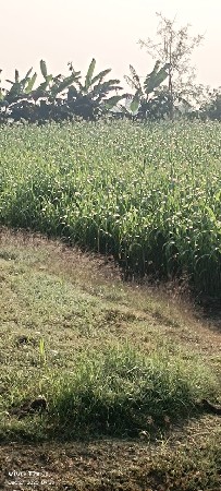 1.7.ની જુવાર નો સારો વેસવાનો