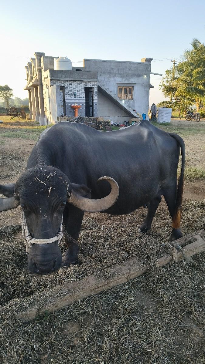 थंबनेल 3