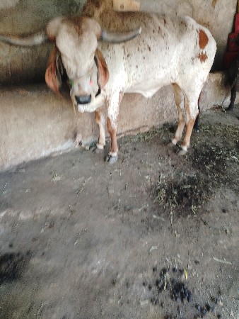 ગીર કાબરી હોળકી વેશવાની છે