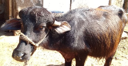 थंबनेल 2