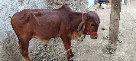 थंबनेल 2